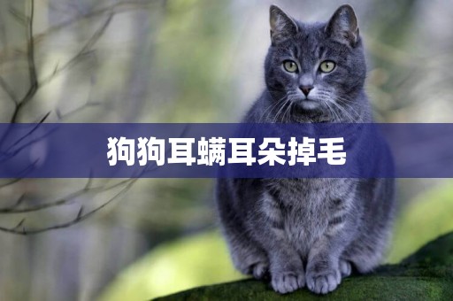 狗狗耳螨耳朵掉毛