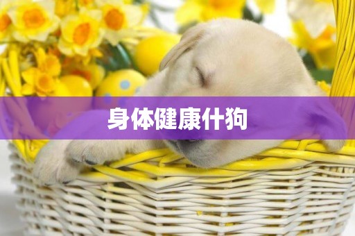 身體健康什狗