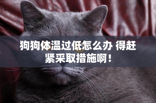 狗狗體溫過低怎么辦 得趕緊采取措施啊！