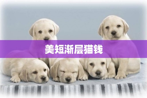 美短漸層貓錢