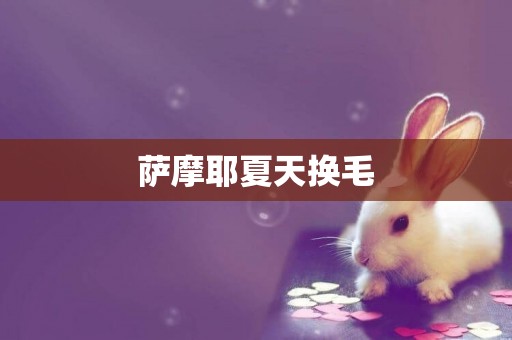 薩摩耶夏天換毛