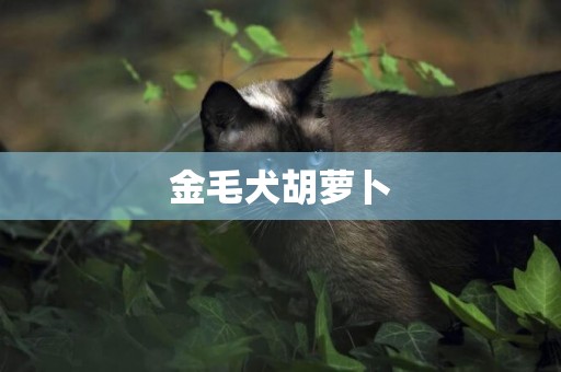 金毛犬胡蘿卜