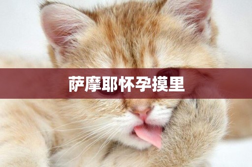 薩摩耶懷孕摸里