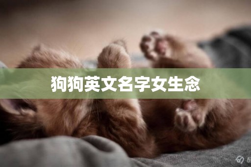 狗狗英文名字女生念