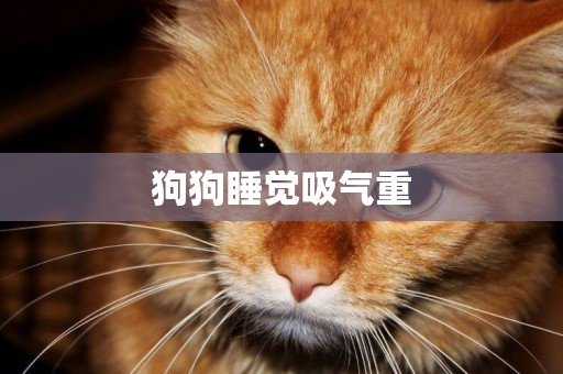 狗狗睡覺吸氣重