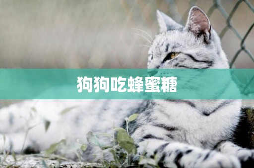 狗狗吃蜂蜜糖