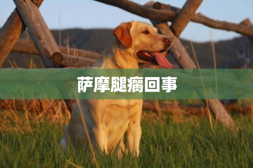薩摩腿瘸回事