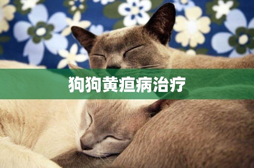 狗狗黃疸病治療