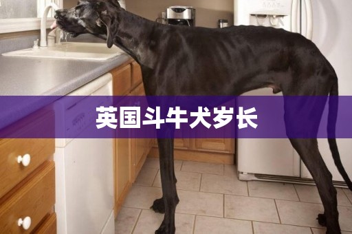 英國斗牛犬歲長