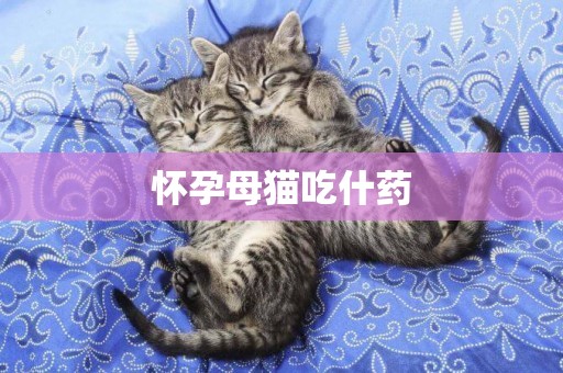 懷孕母貓吃什藥