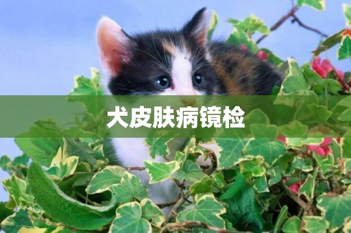 犬皮膚病鏡檢