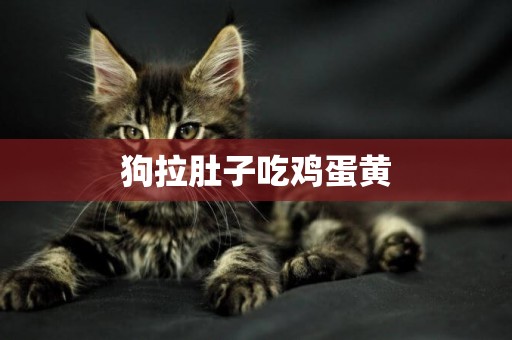 狗拉肚子吃雞蛋黃