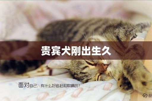 貴賓犬剛出生久