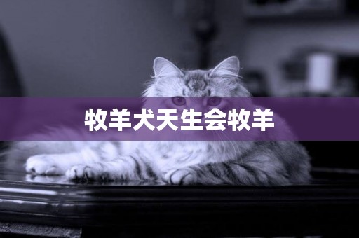 牧羊犬天生會牧羊