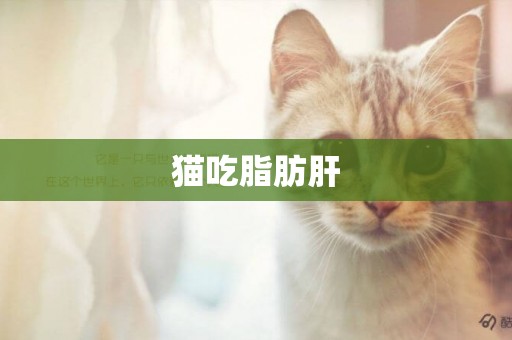 貓吃脂肪肝