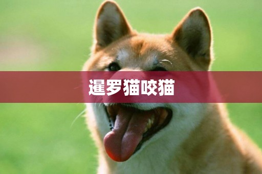 暹羅貓咬貓