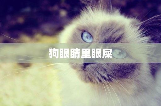 狗眼睛里眼屎