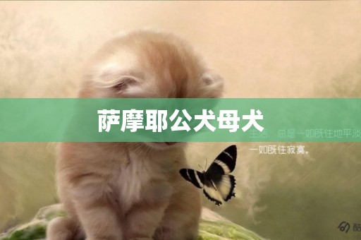 薩摩耶公犬母犬
