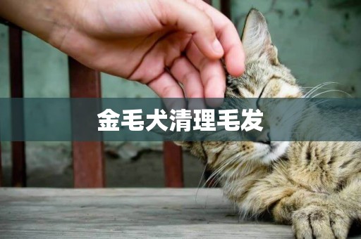 金毛犬清理毛發