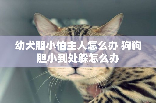 幼犬膽小怕主人怎么辦 狗狗膽小到處躲怎么辦