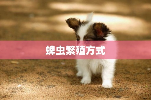蜱蟲繁殖方式