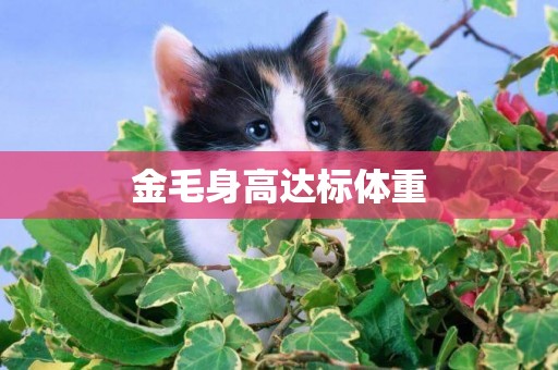 金毛身高達標體重