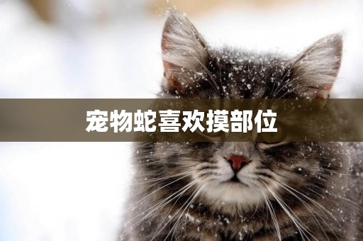 寵物蛇喜歡摸部位
