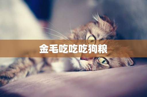 金毛吃吃吃狗糧