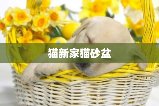 貓新家貓砂盆