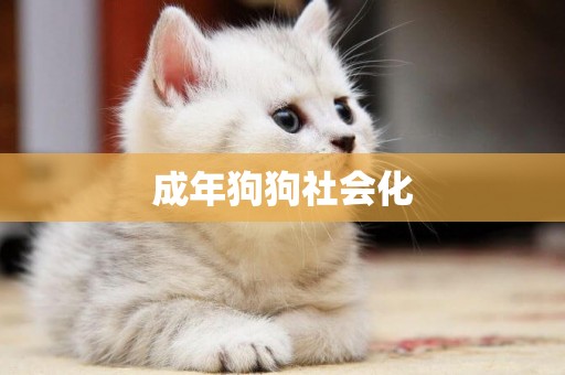 成年狗狗社會化