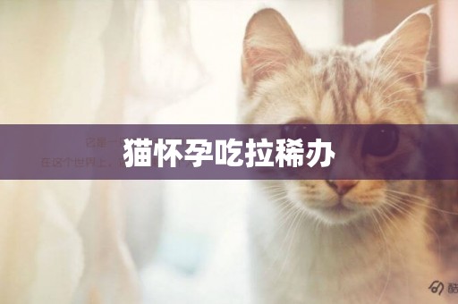 貓懷孕吃拉稀辦