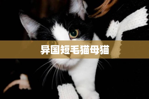 異國短毛貓母貓