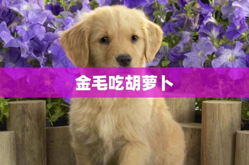 金毛吃胡蘿卜