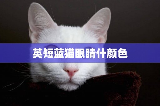 英短藍貓眼睛什顏色