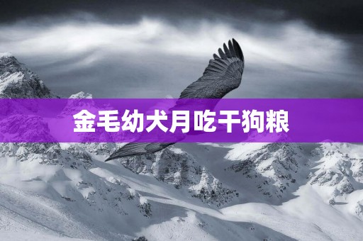 金毛幼犬月吃干狗糧