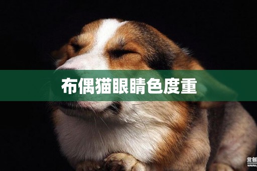 布偶貓眼睛色度重