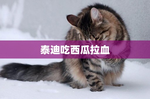 泰迪吃西瓜拉血