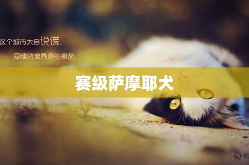 賽級薩摩耶犬