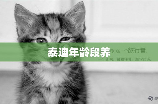 泰迪年齡段養