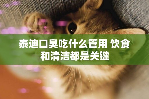 泰迪口臭吃什么管用 飲食和清潔都是關鍵