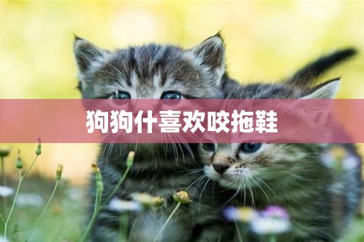 狗狗什喜歡咬拖鞋