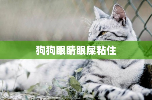 狗狗眼睛眼屎粘住