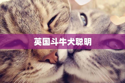 英國斗牛犬聰明