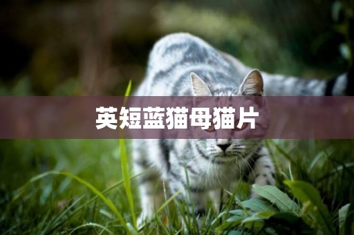 英短藍貓母貓片