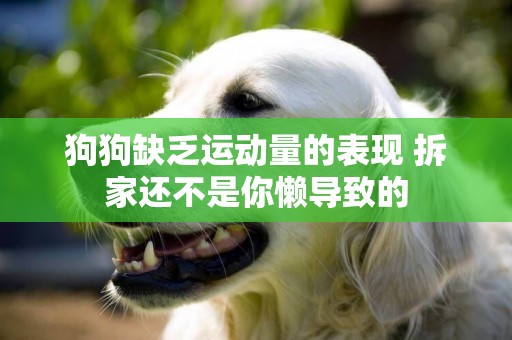 狗狗缺乏運動量的表現 拆家還不是你懶導致的