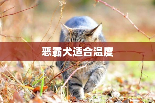 惡霸犬適合溫度