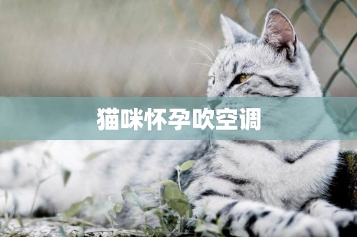 貓咪懷孕吹空調