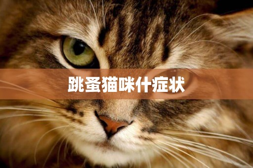 跳蚤貓咪什癥狀