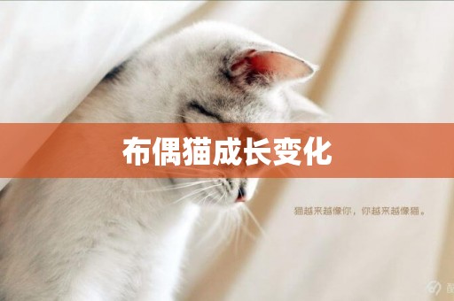 布偶貓成長變化