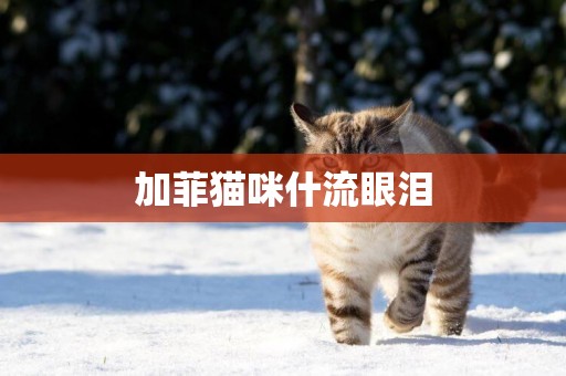 加菲貓咪什流眼淚